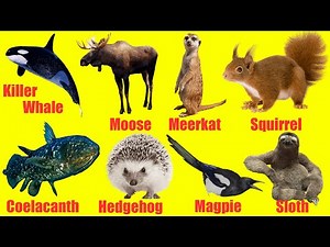 Study Wild Animals For Children In English