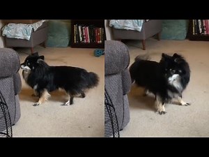 Dog Struggles to Catch His Own Tail