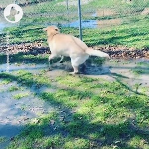 450K views · 8.4K reactions | This is the kind of positivity I need right now  | Go Fetch | Facebook