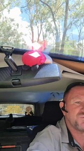 Hard copy of carpet python in cedar creek | Harrison's Gold Coast and Brisbane Snake Catcher