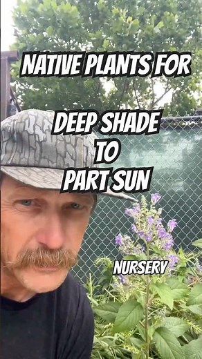 Grows in deep shade to partial sun. #skullcap #garden
