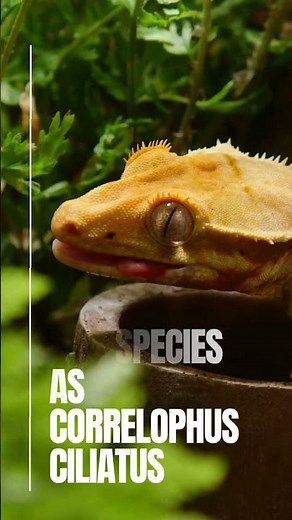 🦎 Extinct.. Then Rediscovered: The Lost Crested Gecko #lizard #documentary #gecko #reptile