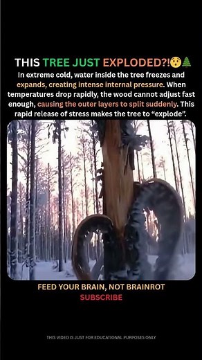 Why Trees Can Suddenly Split in Extreme Cold ❄️🌲