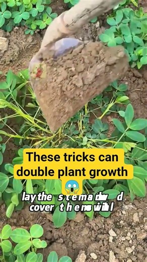 These Powerful Gardening Tricks Boost Plant Growth Fast 🌱