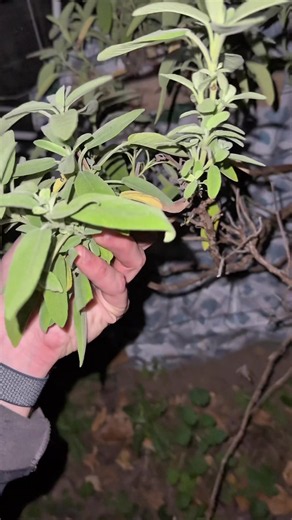 Où trouver de la sauge en forêt ?