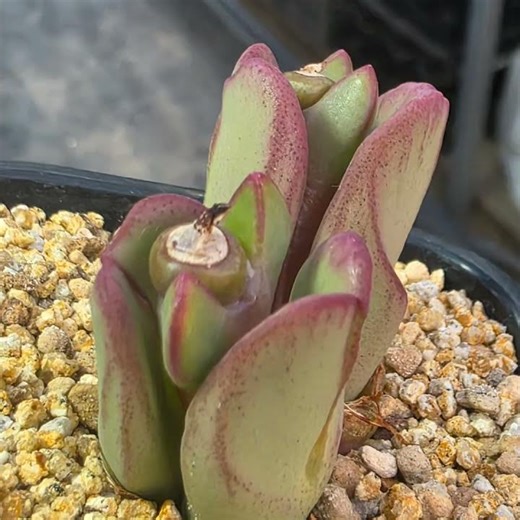 #succulent # Conophytum #plants