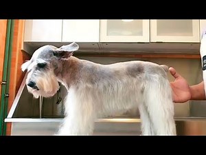 Schnauzer Dog Head and Face Full Grooming Tutorial (Schnauzer Cut)