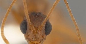 Study: Ants Trained to Detect Cancer