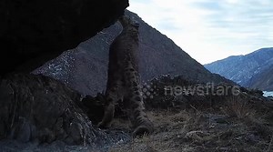 Rare clip of snow leopards making loud mating calls