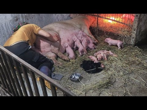 Full video showing the entire process of piglet formation and development /‪@ThoaRurallife‬ #165