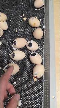 This is What Humidity Problems Look Like During Hatching