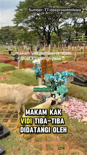 Makam Vidi Aldiaoni, Didatangi Kambing🥹❤️ #shorts #youtubeshorts #viral #vidialdiano #fyp #kind