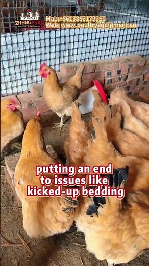 Why every coop needs a hanging feeder #poultry #farming #chicken