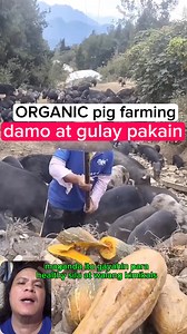 437K views · 3.1K reactions | Organinc pig farming, damo at gulay lang pakain #fingerstyletalents #pigfarming #organicpigfarming credit:yummyfarm | Fingerstyle Talents | Facebook