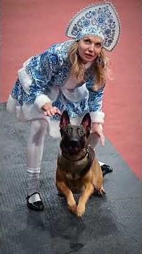 Малинуа на зимнем кубке Jump'n'Gym #malinois #belgian #shepherd #dog