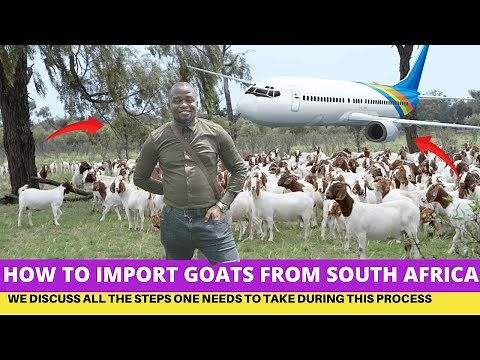 How To CHEAPLY Import GOATS From South Africa