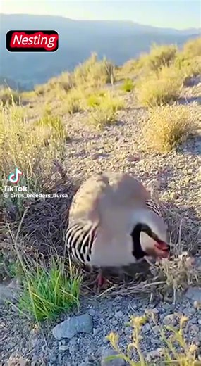 Life is too short# New York (@wolf25newyork25)’s videos with original sound - Life is too short# New York