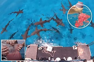 Grisly experiment reveals whether sharks prefer human or fish blood