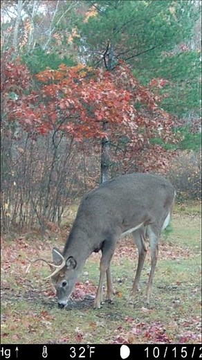 Trail Cam Videos | Northwoods #trailcam #wildlife #deer #bear