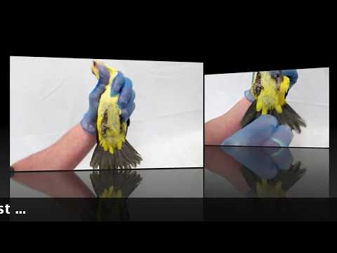 DNA Gender Testing for Parrot - HOW TO PLUCK THE FEATHERS