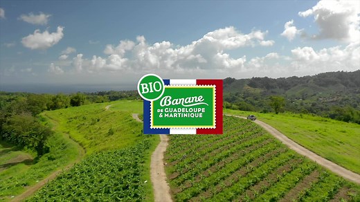8.9K views · 166 reactions | Michel La Rougery est le 1er producteur de bananes françaises BIO  Installé au Lorrain, en Martinique, sa production s'étend sur 37 hectares. Retrouvez la première banane BIO cultivée en France dans les magasins Naturalia : https://bit.ly/2Cv41WA | Banane de Guadeloupe & Martinique | Facebook