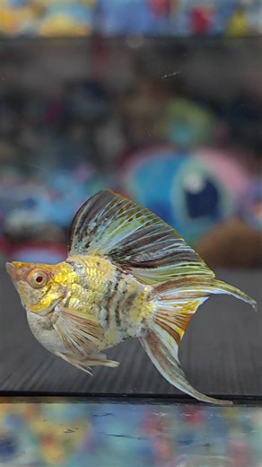 ม้าทองคำที่ GOLLUM Fish Farm