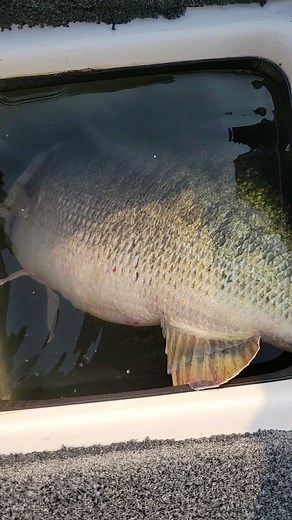 𝓣𝓪𝓴𝓮𝓼𝓱𝓲 𝓝𝓲𝓼𝓱𝓲𝓭𝓪 | 単純にデカイ！ 70cm 6,070g #championboats #bassboat #bassfishing #ultrex #minnkota #helix10 #helix12 #humminbird #mega360 #graphglass... | Instagram