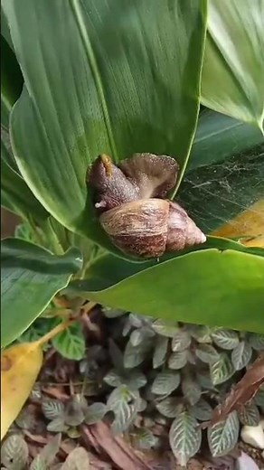 A pooping snail🤣#nature #shortsfeed #animals #amazing #shorts #snail #snaillovers #viralshort #short