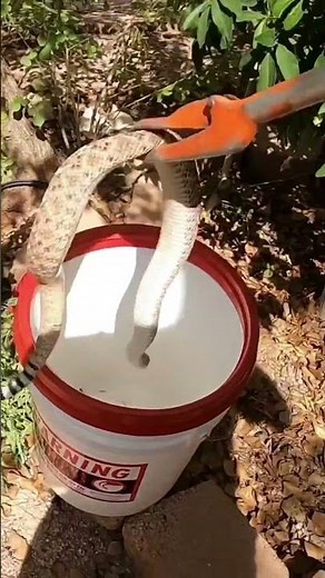 Easy Rattlesnake Capture