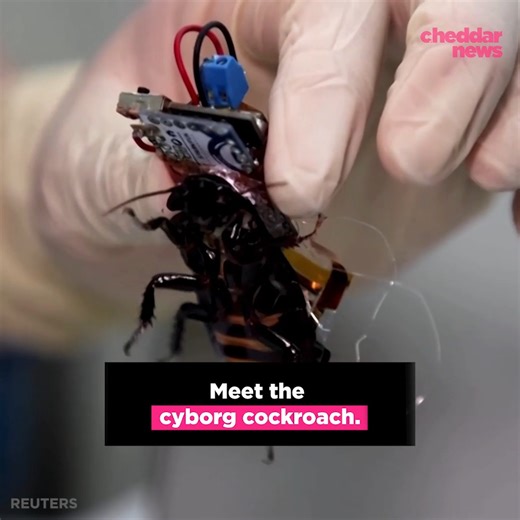 They say you should never meet your heroes... #cockroach | cheddar news