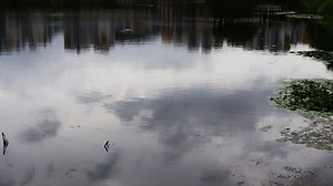 Lake, Pond, Reflection. Free Stock Video