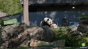 🐼🦖 ROAR, he’s FOUR! Join us in wishing giant panda Bao Li a dino-mite birthday! At 9 a.m., animal care staff presented Bao Li with a special panda-friendly fruitsicle cake made by the Zoo’s Department of Nutrition Science. Commissary keepers crafted the multi-tiered cake using frozen diluted pineapple juices. The treat was decorated with Bao Li’s favorite treats, including apples, carrots, sweet potatoes, blueberries and leafeater biscuits. The cake was topped with 4 “candles” made from one of