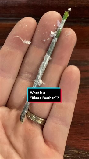 Understanding the Definition and Importance of Blood Feathers in Birds