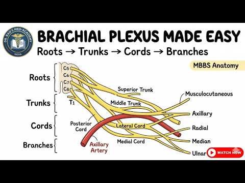 BRACHIAL PLEXUS#Anatomy#BrachialPlexus#MBBS#MedicalStudents#ClinicalAnatomy#FMGE#NEETPG