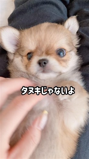 たぬきに見えちゃう🤭 #チワワ #子犬 #パピー