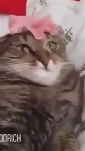 Meme Archive on Instagram: "The Prophecy Is True Cat FULL VERSION (2015)"