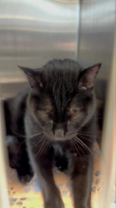 Rrrrrrufus!!! Rufus was rockin’ his biscuits today! This rockstar of the adult cat room has a lot of groupies among staff and volunteers! We adore this cat! He’s a handsome 5 yr old fella who is social and affectionate with humans and cats. Rufus especially enjoys playing with our younger kitties! Get out a toy mouse or a fuzzy ball toy and it’s game on! Volunteers describe him as a bit of a clown! He’s a great, happy cat! Rufus has been waiting for a home since April 2023. Why you ask? Rufus is