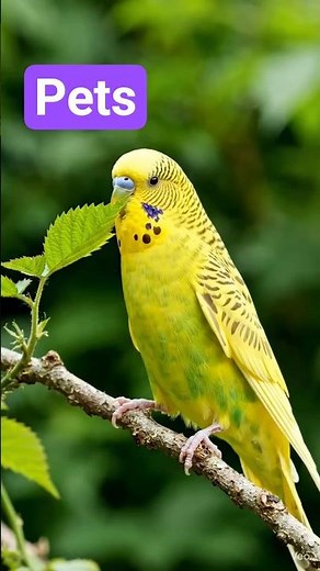 Os Periquitos Australianos, são excelentes aves pets para nós! #budgies #pets