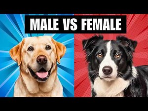 Male vs. Female Dogs: 5 Key Differences Every Dog Owner Should Know!