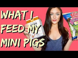 Mini Pig Diet - What To Feed Your Pet Pig