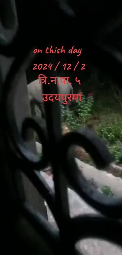 Elephant Walking Through a Beautiful Garden Pathway