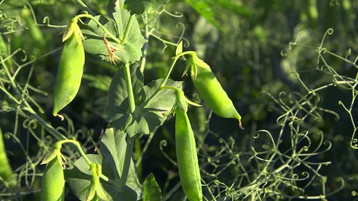 Biochemistry and Characteristics of the Pea Family (Fabaceae) | Britannica