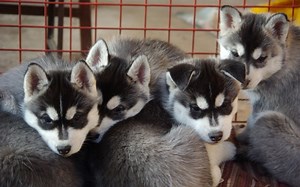 5 Things to Keep in Mind When Buying a Purebred Puppy From a Breeder