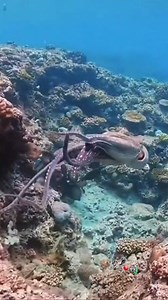Mesmerizing moment in the deep! This octopus glides effortlessly, then suddenly expands its body in a stunning display of color and movement. Nature’s true shapeshifter in action! 🐙✨ Share it #Octopus #octopuslove #oceancreatures #underwaterworld #octopuses #MarineLife | Red Sea Diving