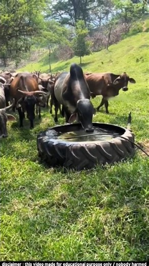 পুরনো টায়ার দিয়ে কি করে দেখুন। amazing