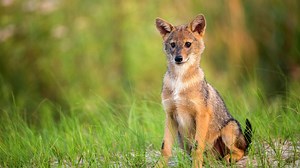 Kleiner als ein Wolf: Goldschakal wandert in Deutschland ein