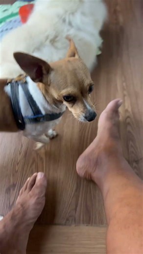 LIFE IN A MOTORHOME: FAMILY AND PETS CAMPING