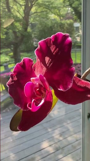 Keikis are baby orchid plants, and they often grow on Phalaenopsis orchid flower spikes.
