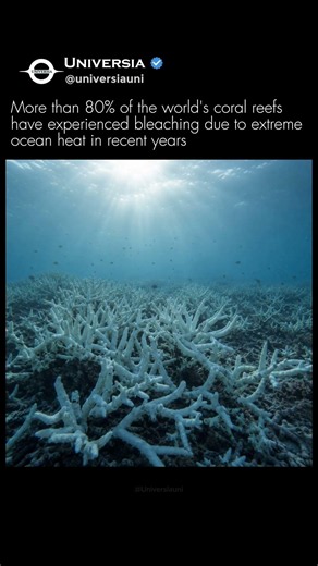 The Ocean Is Losing Its Colors... Here's Why