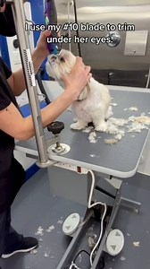 107K views · 2.1K reactions | A Pampering Session Fit for Royalty!  : @shih__tzu__daily__ . . . #shihtzu #shihtzulove #shihtzugram #shihtzupuppy #shihtzunation #shihtzumania #shihtzulovers #shihtzusofinstagram #shihtzus #shihtzulover #shihtzusgram #shihtzusofig #shihtzucorner #shihtzuworld #shihtzusociety #shihtzuclub | Shihtzuadvice.com | Facebook